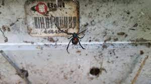 These new jersey bugs, insects and arachnids are sure to skeeve you out. Cowleys Pest Services Pests We Treat Photo Album Pest Control In Beachwood Nj