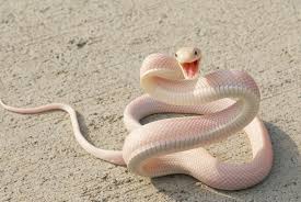 One day a young woman named blanca is saved by xuan, a snake catcher from a nearby village. White Snake Wallpapers Top Free White Snake Backgrounds Wallpaperaccess