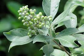 Image result for Vitex trifolia