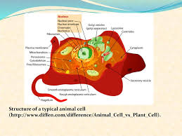 An animal cell is a microscopic building block of life that can exist independently (such as in some bacteria) or combine to form tissues and organs. Eukaryotes Priya Philip Natural Science No Ppt Download
