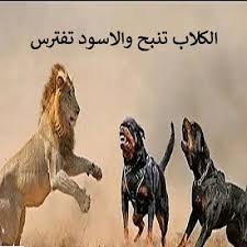الكلاب تنبح والاسود تفترس Animals Dogs Ex Quotes