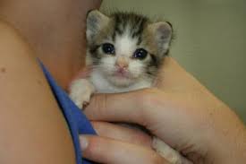 Fading Kitten Syndrome What Is It What Can You Do Urban Paw