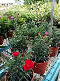 Bougenville adalah tanaman hias bunga yang tahan terhadap panas matahari. Danish Floral Bunga Carnation Pokok Tahan Panas Facebook