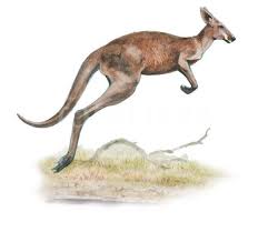 Red Kangaroo Jumping Illustration Kangaroo Illustration Kangaroo Art Red Kangaroo