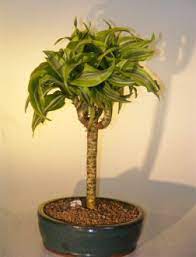 Dracaena Bonsai Tree Variegated Candelabra Style Santa Rosa