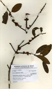 Image result for Phragmanthera