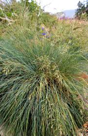 Image result for Festuca