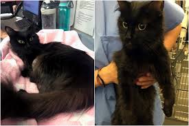 Jun 07, 2021 · a 20 year old british man has died after falling off a balcony in pattaya this afternoon. Squeakers The Cat Breaks Front Legs After Falling From Six Storey Balcony News 1130
