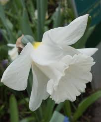 Narcissus Mount Hood Trumpet Daffodils Narcissi Flower Bulbs Index Bulb Flowers Narcissus Flower Daffodils
