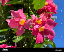 Image result for dipladenie amonea