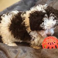 Personally (ella), the brindle pattern has stolen my heart, my mother aubrey, on the other hand is partial to phantoms and solid blacks. Toy Poodle Mini Doodle Dogs Teacup Poodle Puppies Tea Cup Poodles Toy Poodles For Sale Toy Poodle Puppies Toy Poodle Puppies Toy Poodle Poodle Puppies For Sale