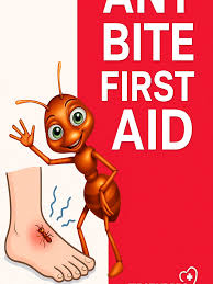 Image result for ant bite