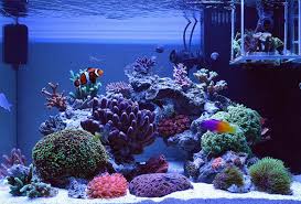 Diy Fish Tank Decorations Themes Aquascaping Fresh Water Decor Ideas Small Aquascaping Homemade Creativ Reef Tank Saltwater Fish Tanks Reef Tank Aquascaping
