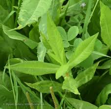 Image result for Guizotia