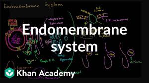 Endomembrane System