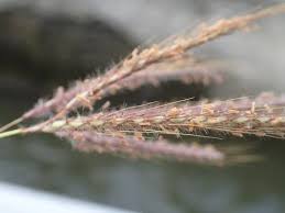 Image result for Dichanthium