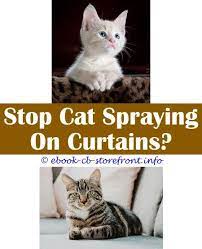 16 Inexpensive Stop A Male Cat From Spraying Indoors Male Cat Spraying Cat Spray Cat Urine