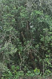 Image result for Elaeodendron croceum