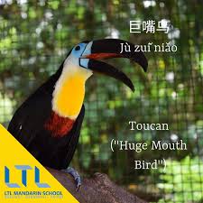 Bird With Big Mouth Name Toucan In Chinese Chinese Language Words Mandarin Chinese Learning Chinese