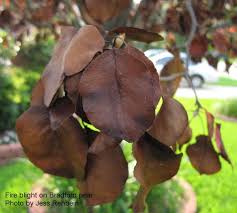 We did not find results for: Gear Up For Fall Planting With Top Shelf Natives Central Texas Gardener