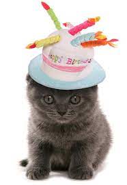 How Long Do Cats Live