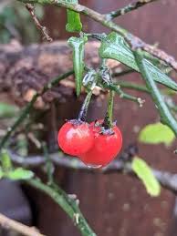 Image result for Solanum torreanum
