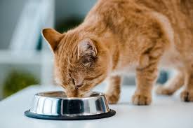 Anhaltendes, hohes, fieber kann sonst zu austrocknung führen. Katze Trinkt Viel Was Steckt Dahinter Und Was Kann Ich Tun