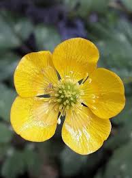 Image result for Ranunculus rugegensis