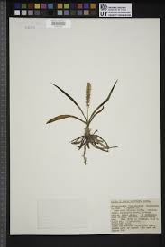 Image result for Chlorophytum silvaticum