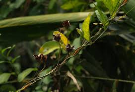 Image result for Aniseia martinicensis