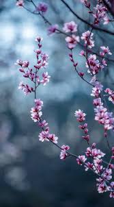 Dalam bahasa arab kata jujur semakna dengan as sidqu atau siddiq yang berarti benar nyata atau berkata benar. Jujur Dan Adil Identitas Jiwa Taqwa Kompasiana Com