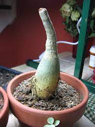 Posts About Desert Rose On Willow Jade Desert Rose Desert Rose Plant Rose Plant Care