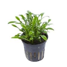 Cryptocoryne parva is available in a nano variety that only reaches about 4 inches in height. Cryptocoryne Parva Tropica Aquarium Plants Facebook