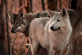 With zazie beetz, carla gugino, michael shannon, jessica rothe. Wolves Wild Ireland