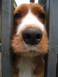Did You Know A Dog S Smell Is More Than 100 000 Times Stronger Than That Of A Human S Dyk Dog Cute Animals Cute Dogs Baby Dogs