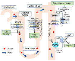 Image result for Loop Diuretic