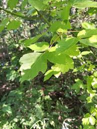 Image result for Acer negundo