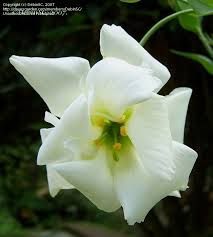 Prairie Gentian Lisianthus Texas Bluebell Echo Yellow I Eustoma Grandiflorum I Lisianthus Bluebells Gentian