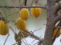 Image result for Cucumis aetheocarpus