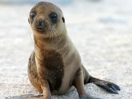 Explore seal wallpaper on wallpapersafari | find more items about baby seal wallpaper, cia seal wallpaper, navy seal the great collection of seal wallpaper for desktop, laptop and mobiles. Sea Lion Wallpapers Wallpaper Cave