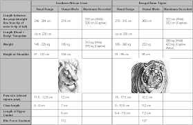 lion tiger size comparison informed opinions