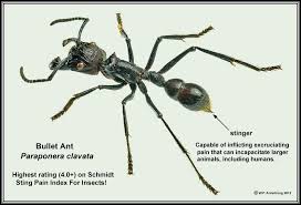 Bullet Ant Arthropods Ants Animals