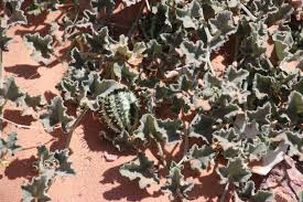 Image result for Cucumis humifructus