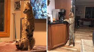 A serval is an exotic cat that is native to south africa and commonly referred to as a tiger bush cat. they thrive in moist climates and are most often found in the wetter portions of africa. Missing African Serval Found Safe