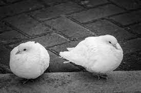 The 5 Main Types Of Pigeon Size Weight Lifespan More