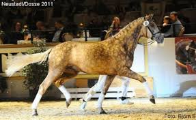 Ses Stallion Quasi Gold Md Dressage Horses Horses Irish Sport Horse
