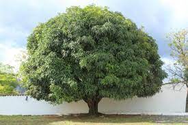 It has a single flat, large seed with a surrounding fleshy layer. Big Mango Tree Growing Mango Mango Tree Fruit Trees