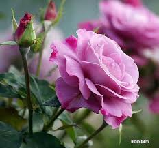 Select from premium love flower of the highest quality. World Love Flowers On Twitter Enjoy Our Top Tweet Have A Nice Day And Enjoy This Lovely Roses Rt Gede Prama Flowers Flower Flowering Https T Co Svjr91azkp Twitter