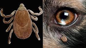 7 Tick Bites That Can Make You Sick Everyday Health