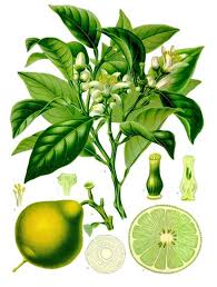 Il bergamotto, Citrus Bergamia, è un tipo di agrume che può raggiungere un’altezza di 4 metri. Presenta  foglie ovali verdi e